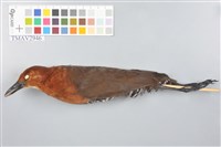 藏品(灰腳秧雞)的圖片